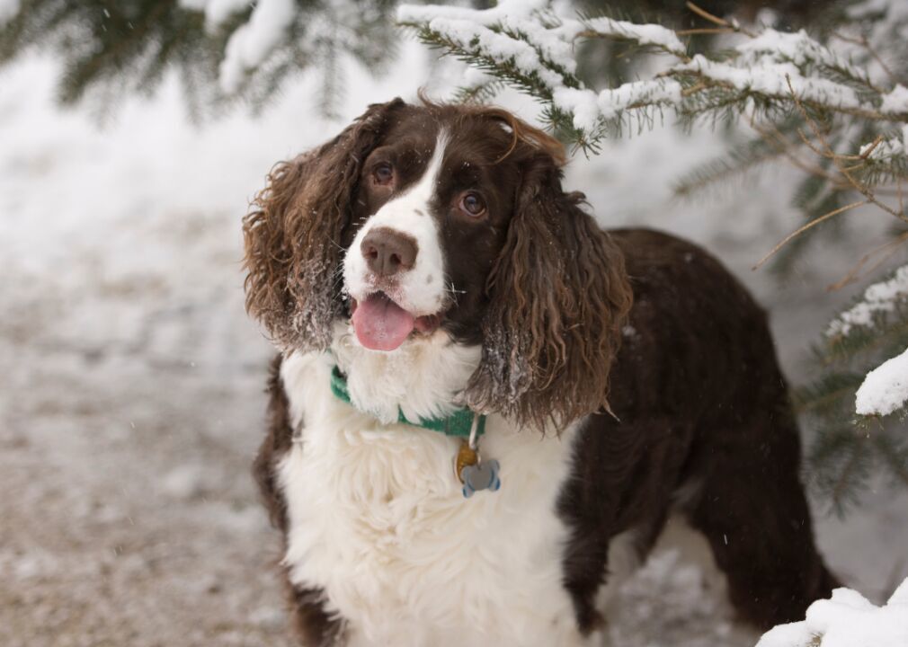 #13. English springer spaniel